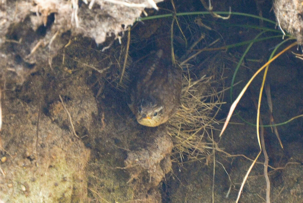 Troglodyte mignonadulte, identification