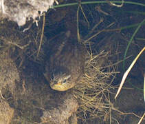 Eurasian Wren