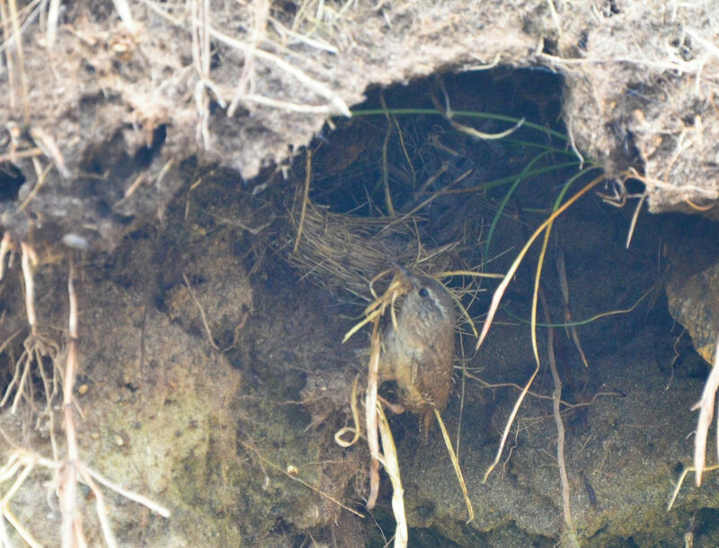Eurasian Wrenadult, Reproduction-nesting