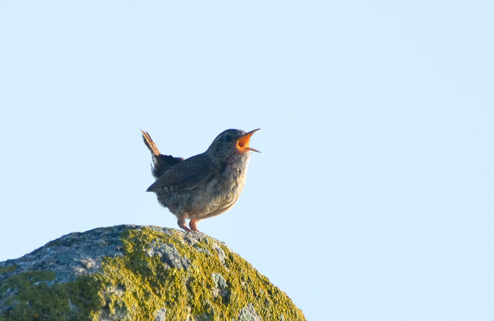 Eurasian Wrenadult