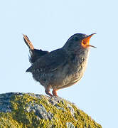 Eurasian Wren