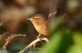 Eurasian Wren