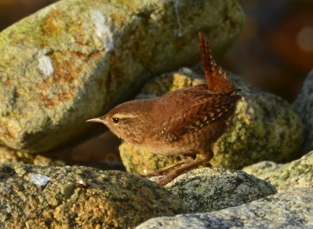 Eurasian Wrenadult, identification