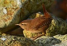 Eurasian Wren