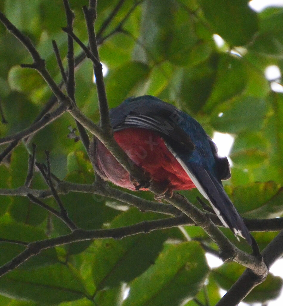 Trogon narinaadulte