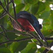 Trogon narina