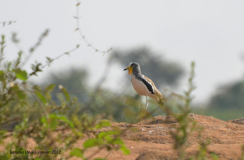 White-crowned Lapwingadult