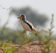 White-crowned Lapwing