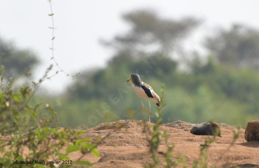 White-crowned Lapwingadult