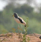 White-crowned Lapwing