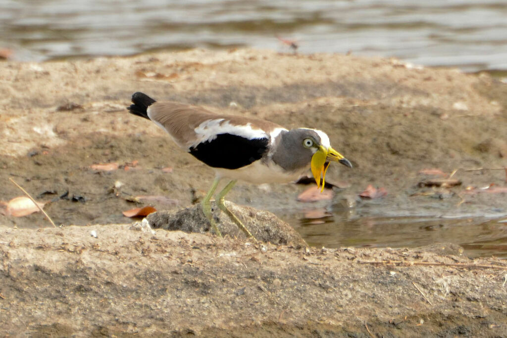 White-crowned Lapwingadult breeding, identification