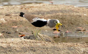 White-crowned Lapwing