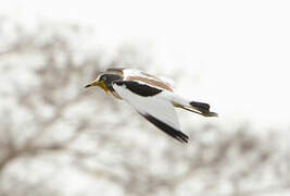 White-crowned Lapwing