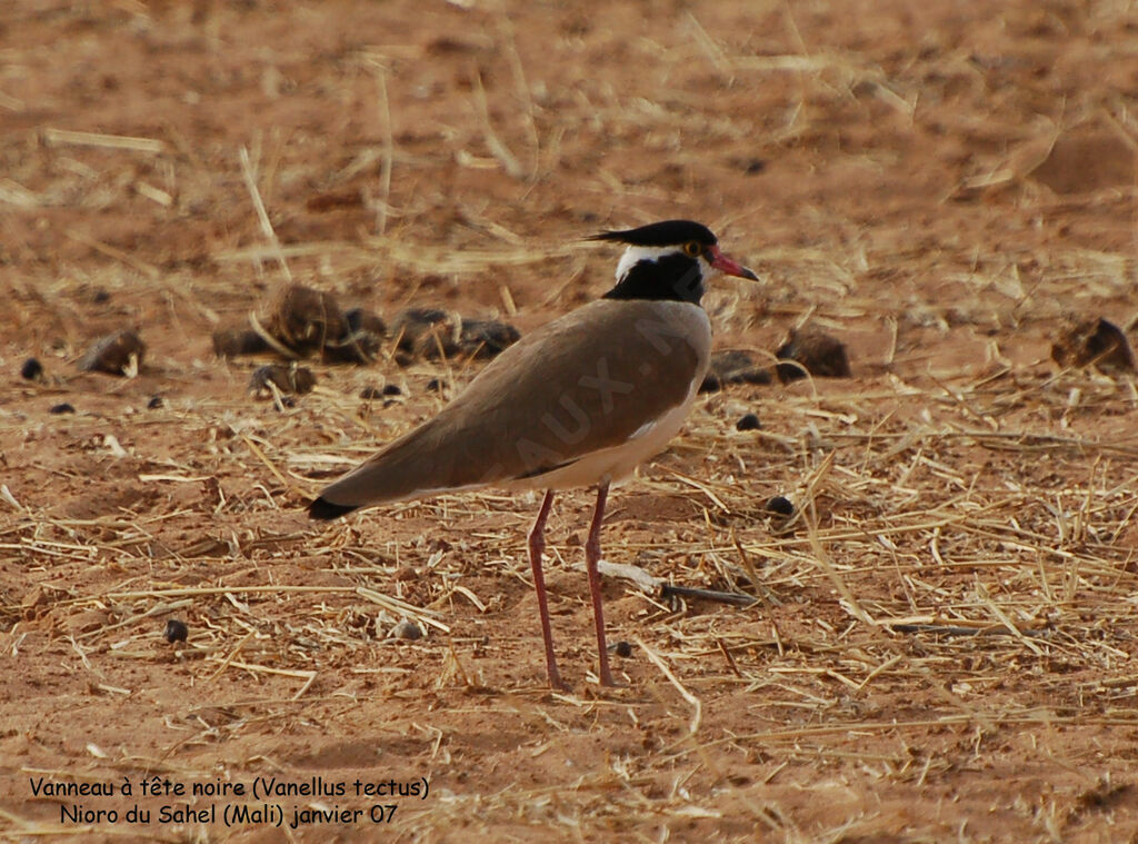 Black-headed Lapwingadult