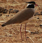 Black-headed Lapwing