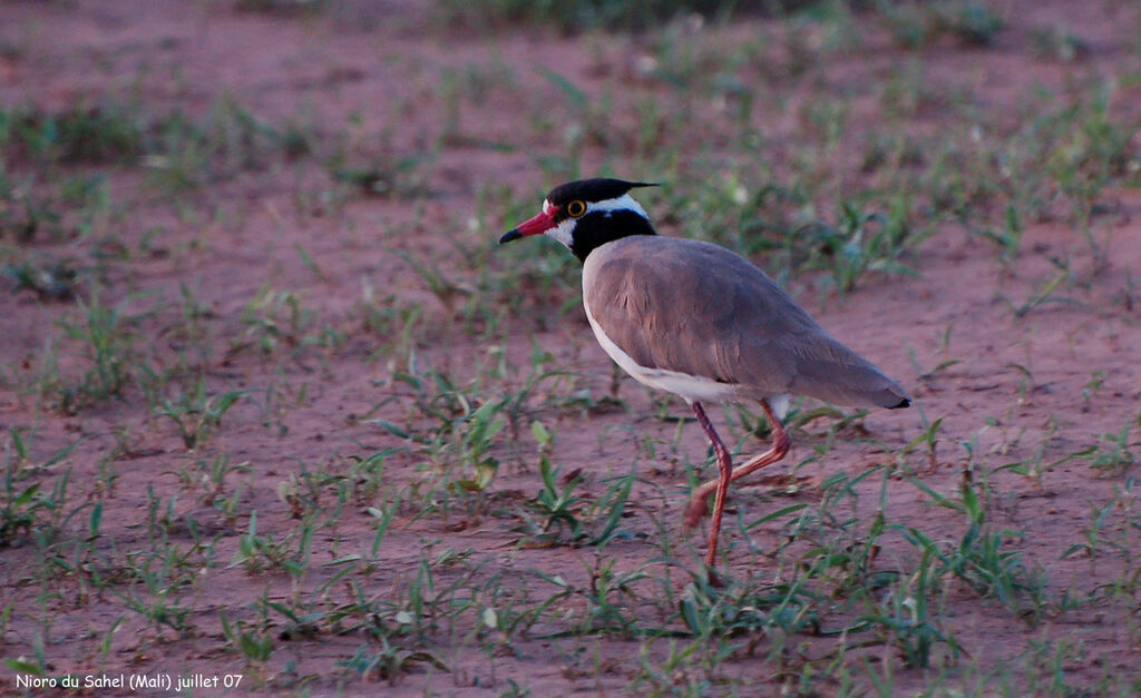 Black-headed Lapwing