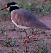 Black-headed Lapwing