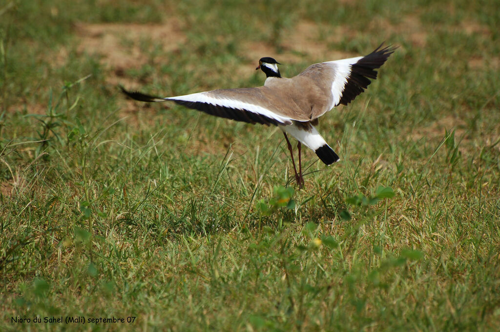 Black-headed Lapwingadult