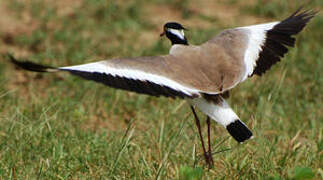 Black-headed Lapwing