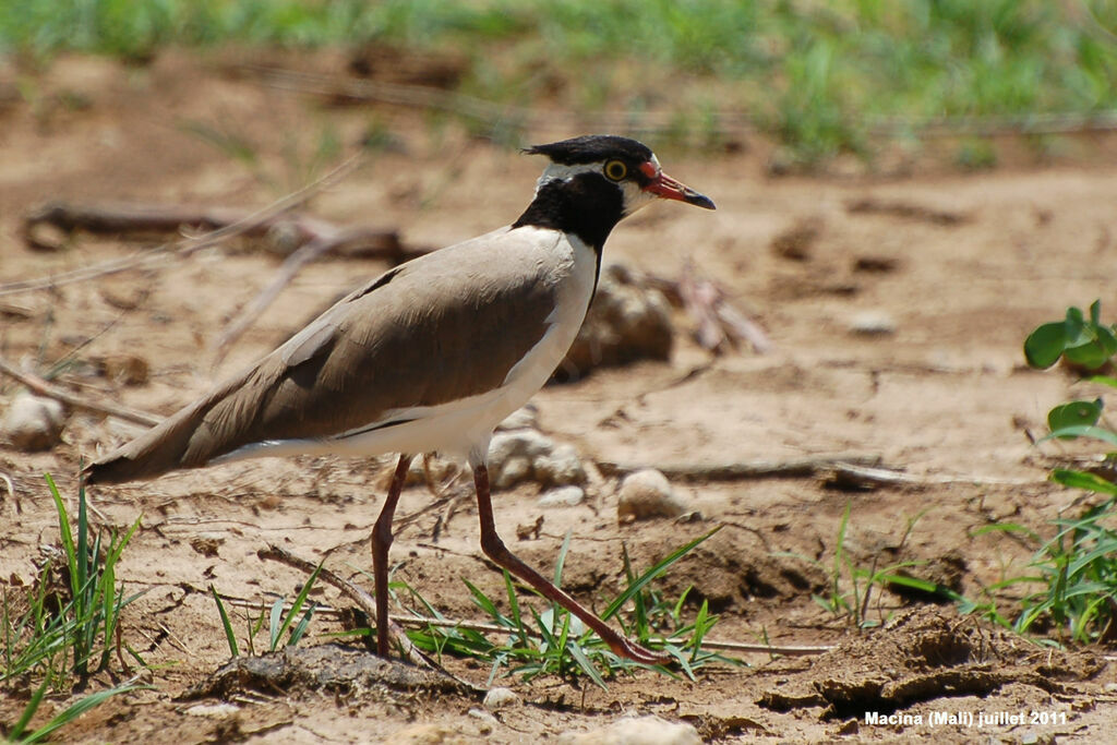 Vanneau à tête noireadulte, identification