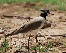 Black-headed Lapwing