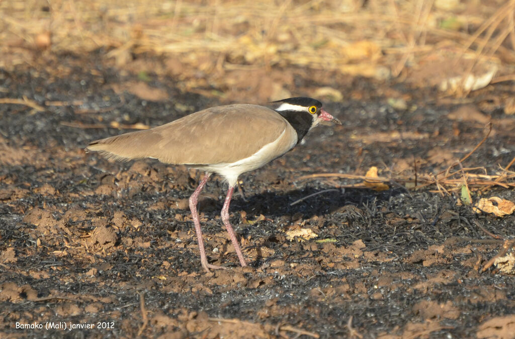 Black-headed Lapwing