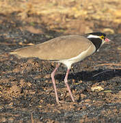 Black-headed Lapwing