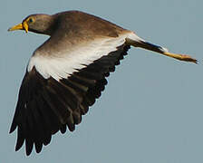 African Wattled Lapwing