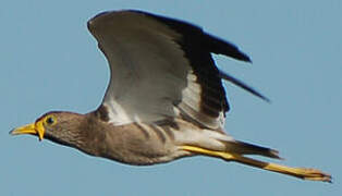 African Wattled Lapwing