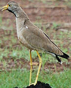 African Wattled Lapwing