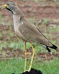 Vanneau du Sénégal