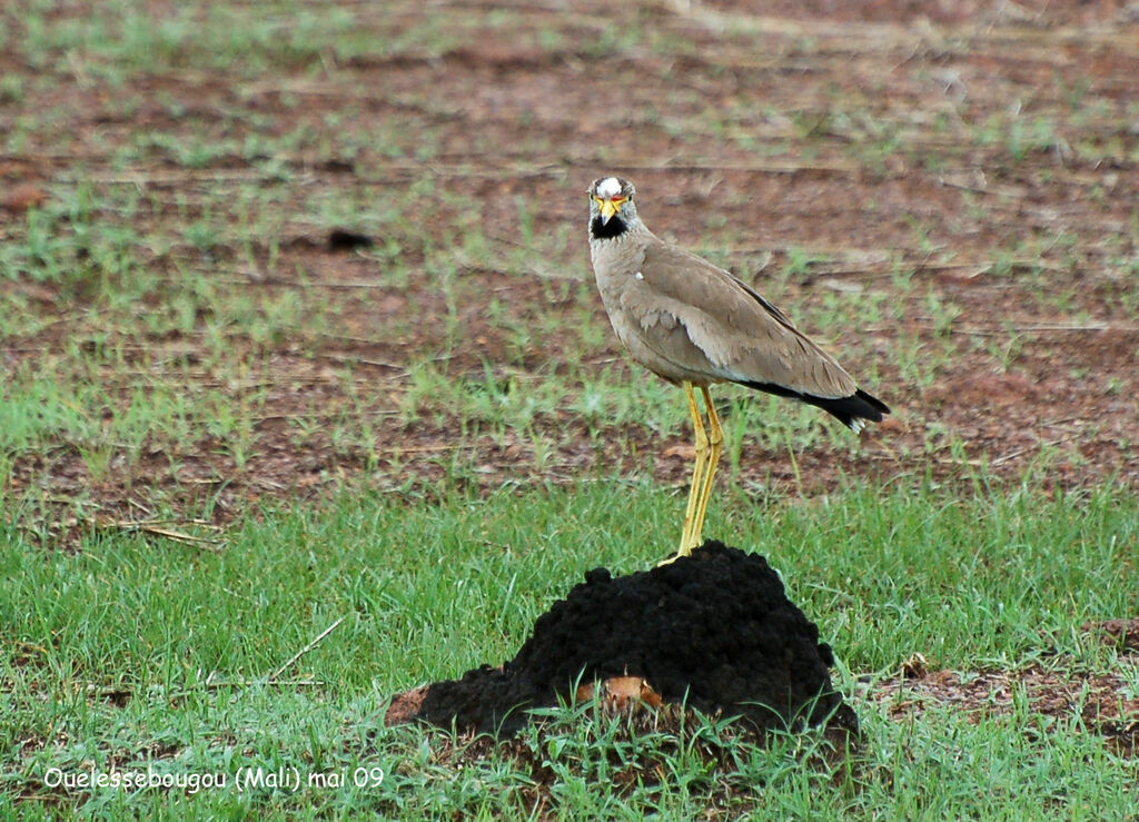 African Wattled Lapwing