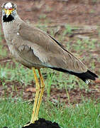 African Wattled Lapwing