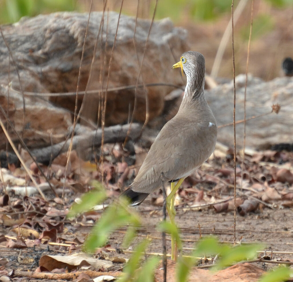 African Wattled Lapwing