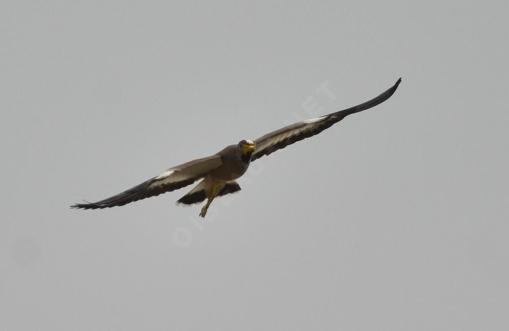 African Wattled Lapwing, Flight