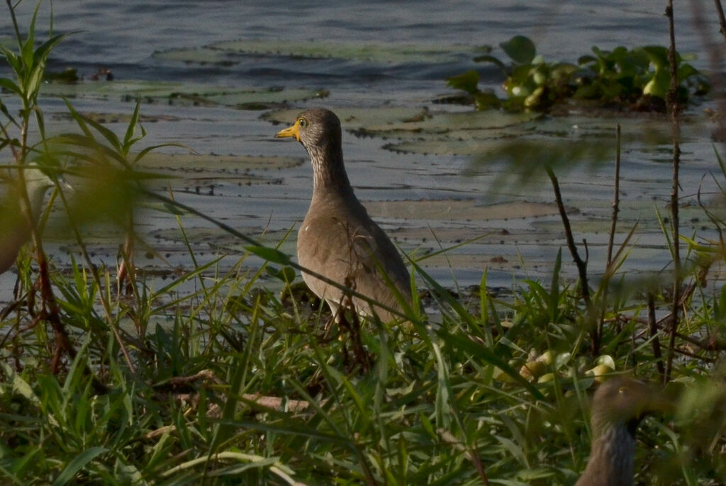 African Wattled Lapwing