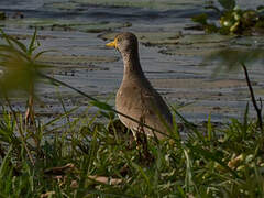 African Wattled Lapwing