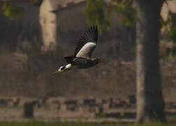 African Wattled Lapwing