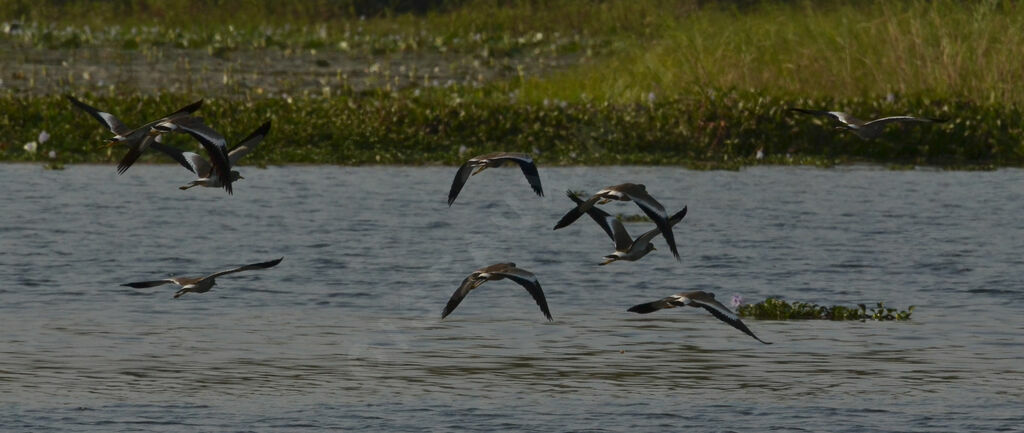 African Wattled Lapwing