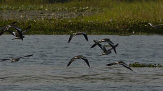 African Wattled Lapwing