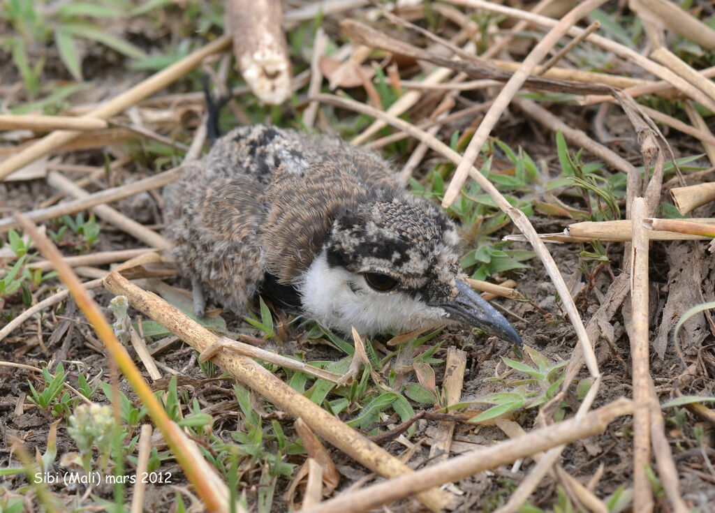 Spur-winged Lapwingjuvenile, Reproduction-nesting