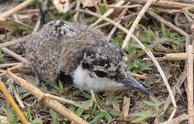 Spur-winged Lapwing