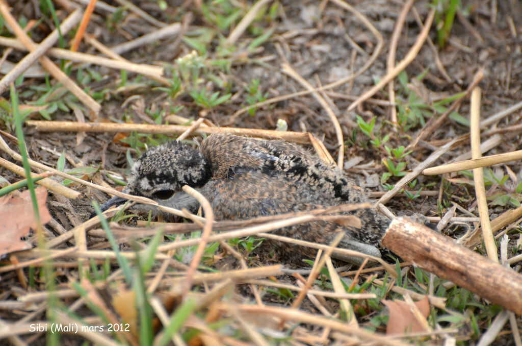 Spur-winged Lapwingjuvenile, Reproduction-nesting