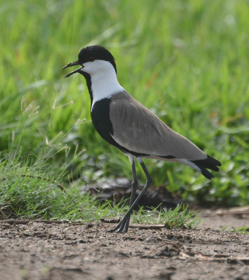 Vanneau éperonnéadulte, identification