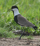 Spur-winged Lapwing