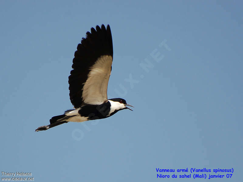 Spur-winged Lapwingadult post breeding, Flight, song