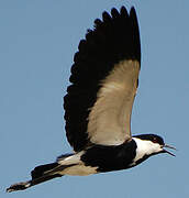 Spur-winged Lapwing