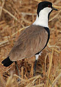 Spur-winged Lapwing