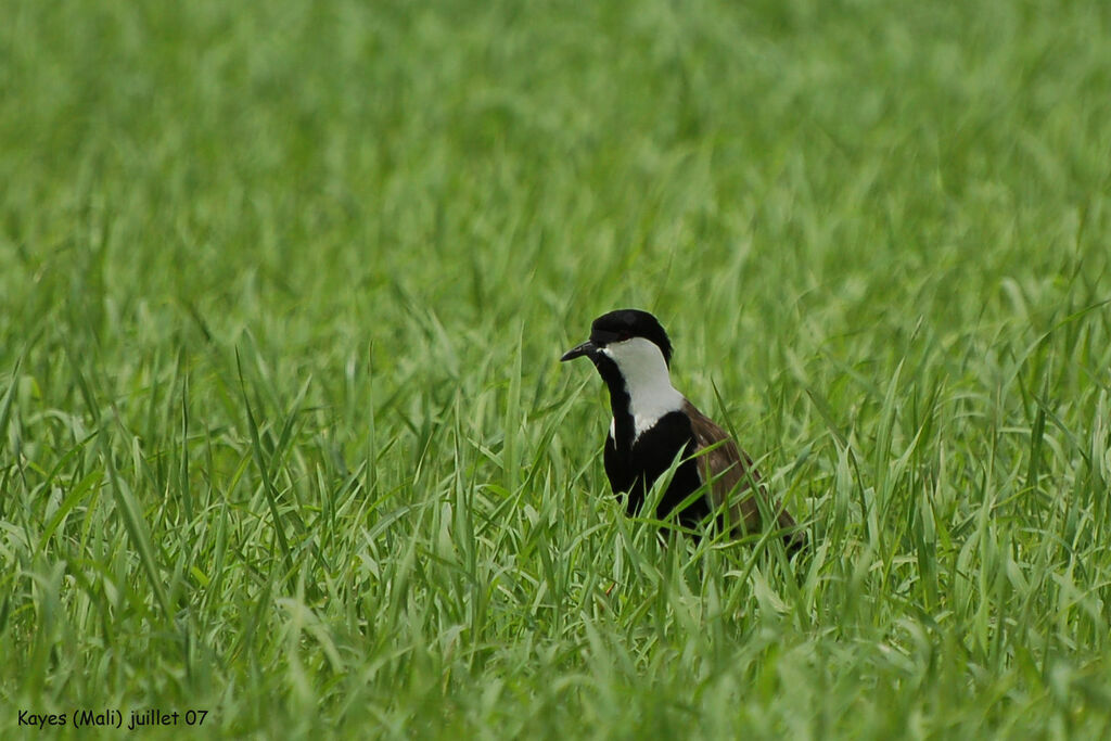 Spur-winged Lapwing