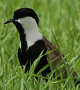 Spur-winged Lapwing